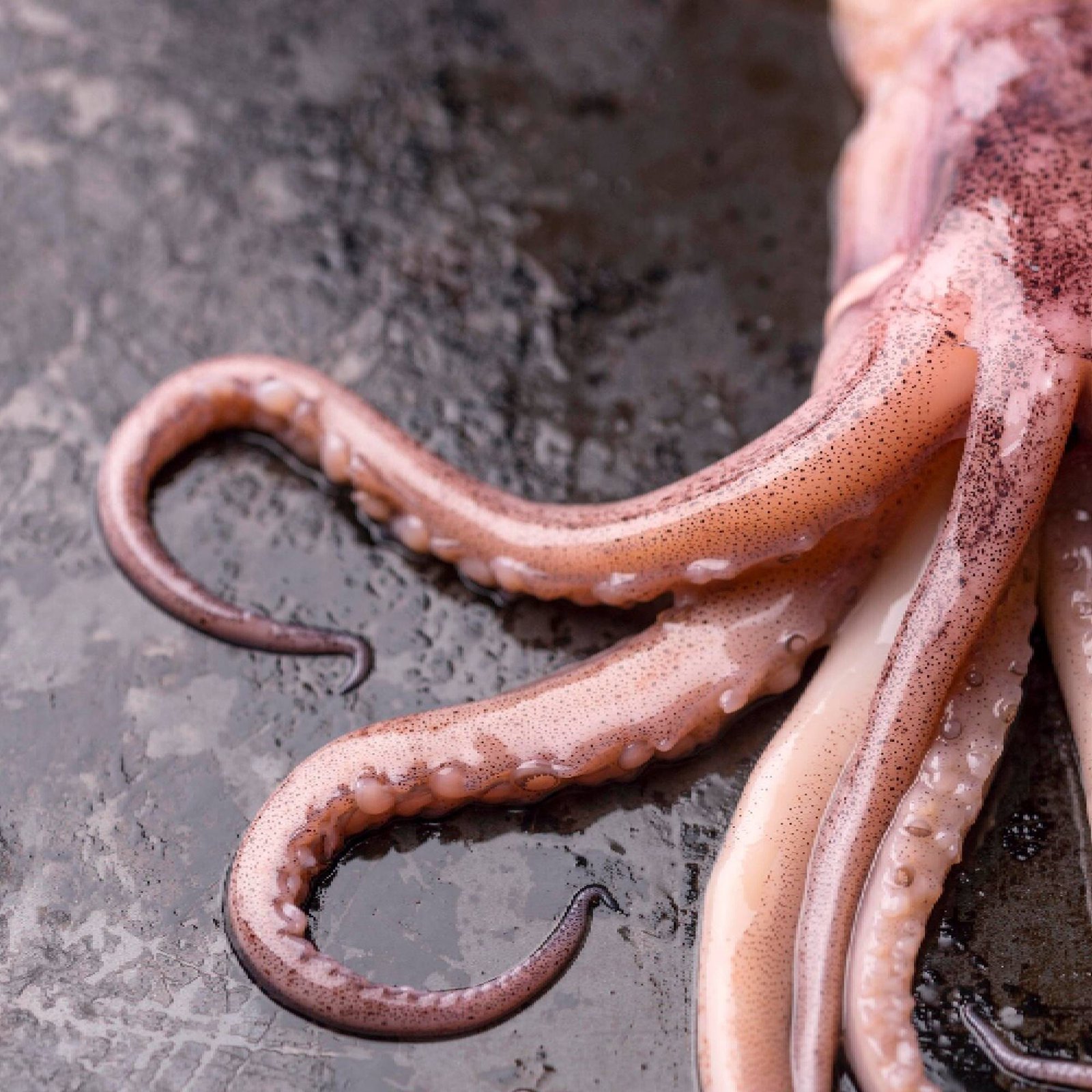 Pulpo Fresco Gallego - Imagen 2