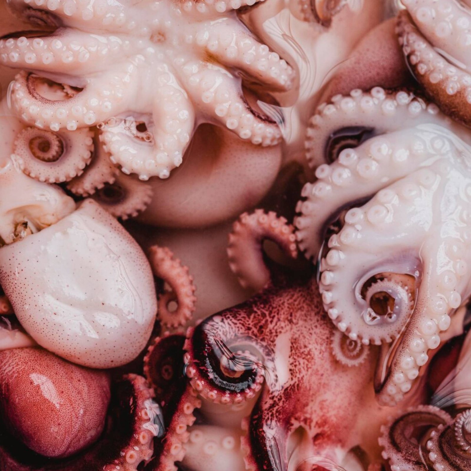 Pulpo Fresco Gallego